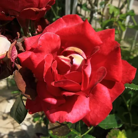 Apartmán With Parking Space Orebic, Peljesac - 10070