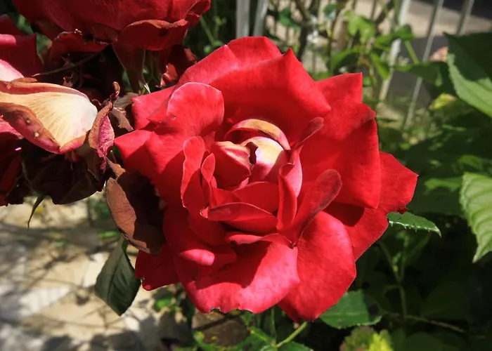 דירה With Parking Space Orebic, Peljesac - 10070